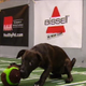 Illustration for article titled Your Obligatory, Adorable Puppy Bowl VII Highlights